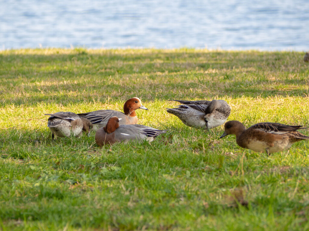 海辺の公園の朝