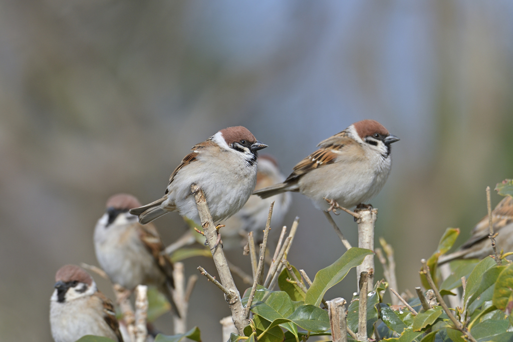 身近な鳥を一生懸命撮る…の続き