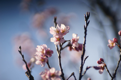 敬翁桜