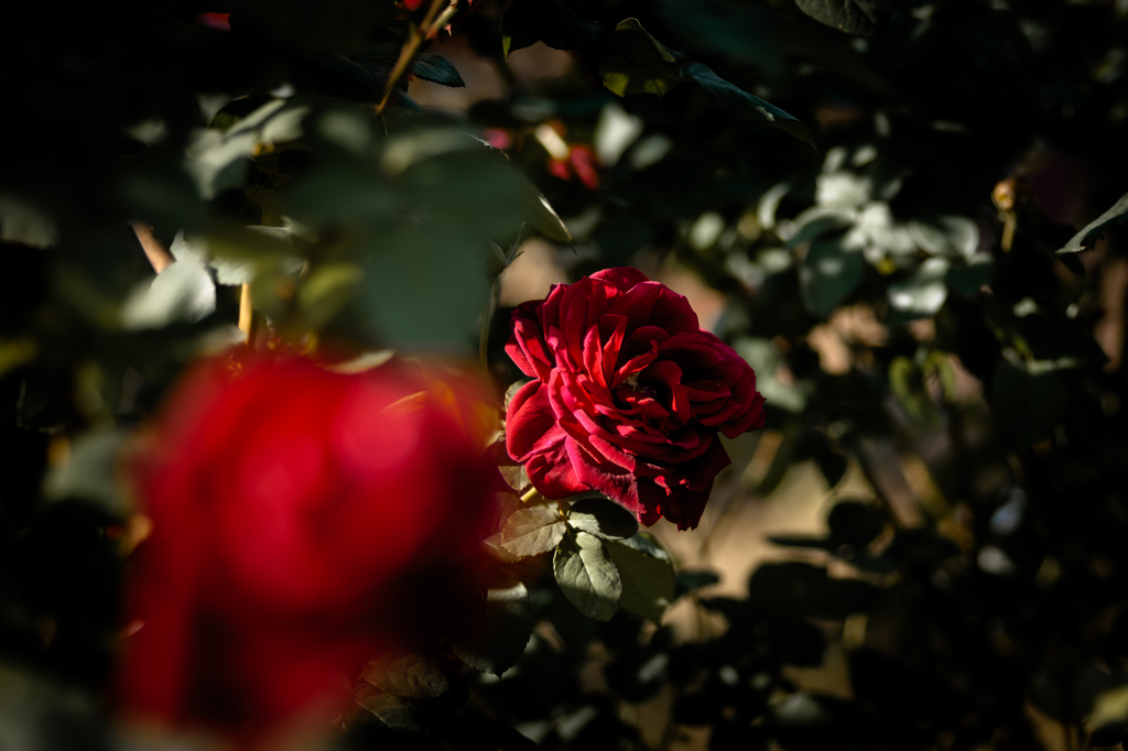 Autumn Roses ３