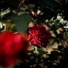 Autumn Roses ３