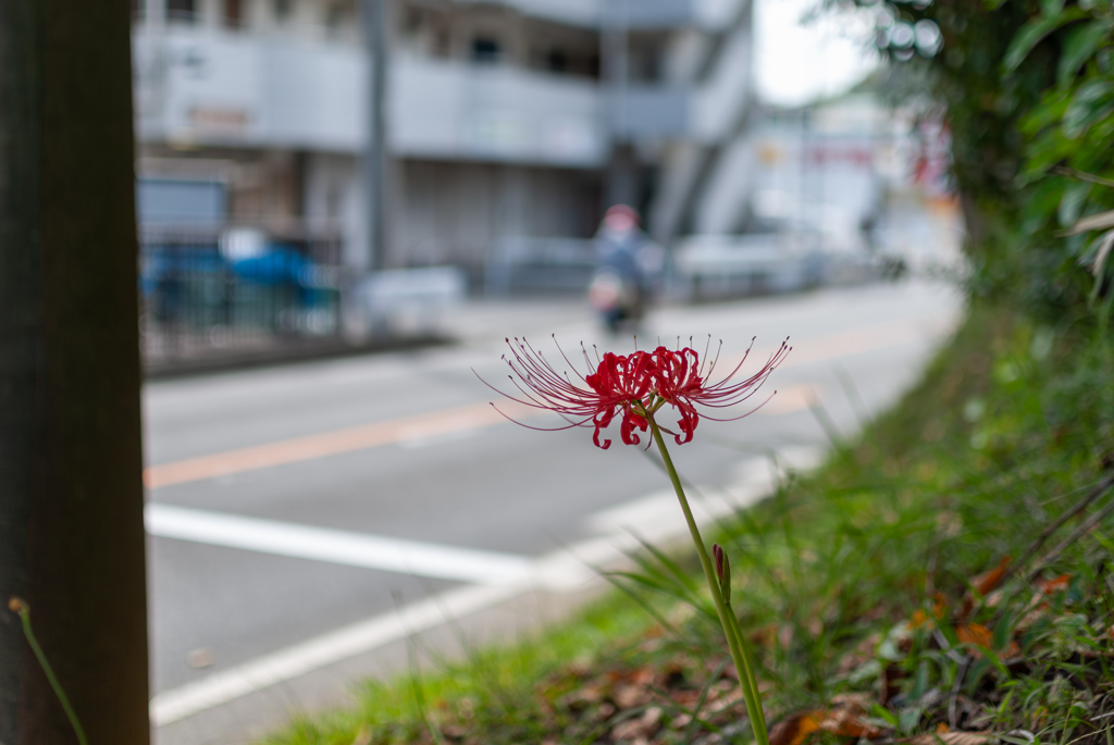 路傍の秋