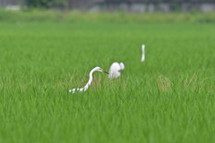 青田