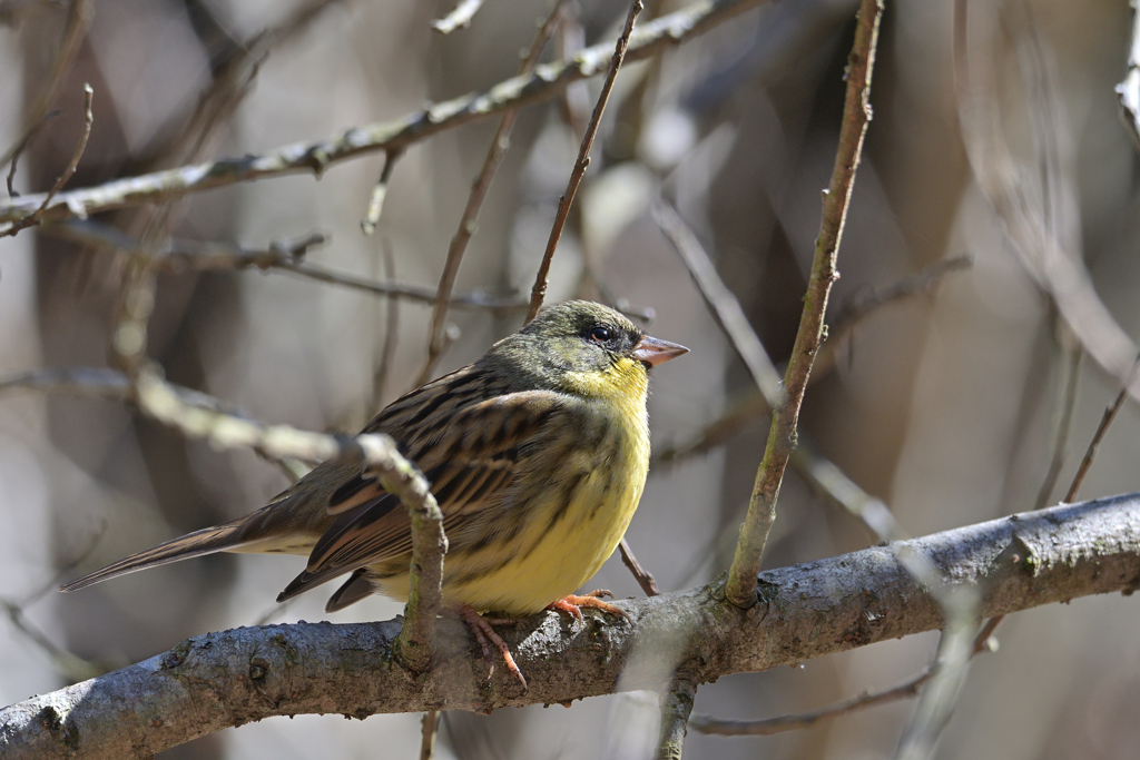 他の鳥が居なくても