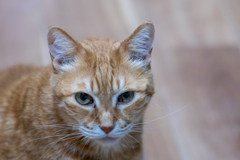 猫撮り２