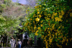 春の彩