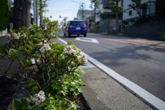 朝、散歩してますとね…