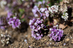 地面の上の小さな世界