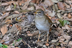 ダルマさんがころん…