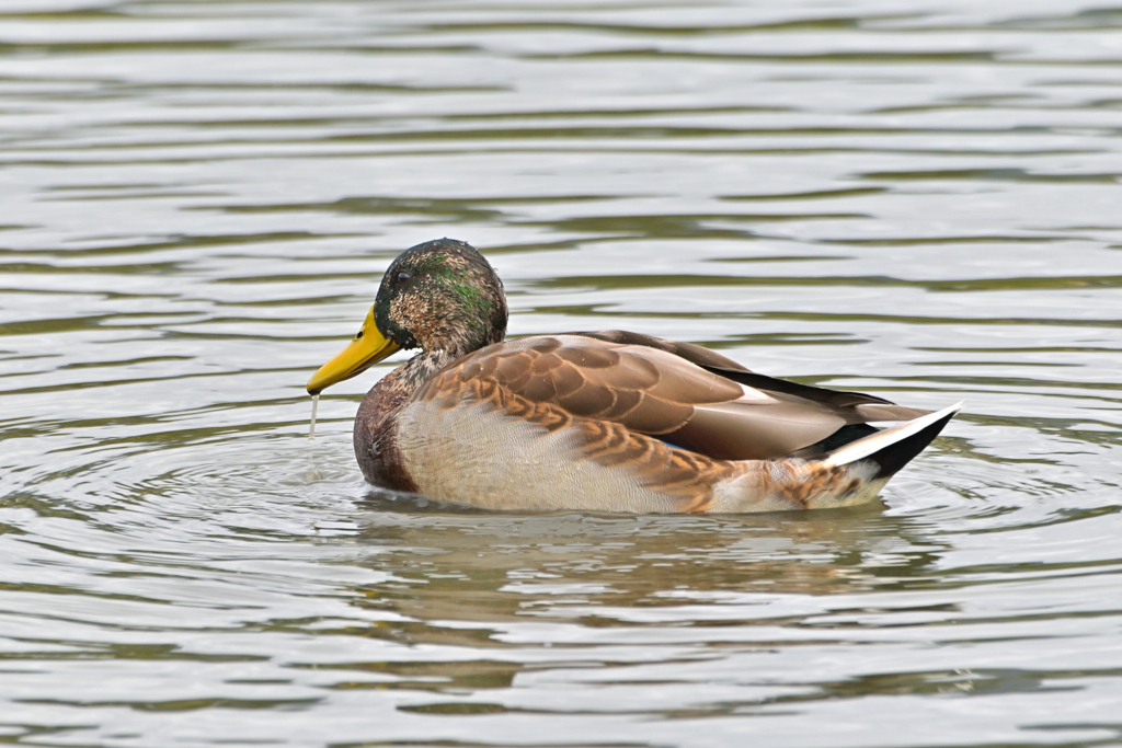 帰って来たマガモ♂（エクリプス）