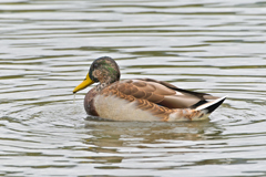 帰って来たマガモ♂（エクリプス）