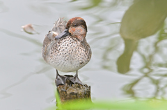 帰って来たコガモ♂（エクリプス）