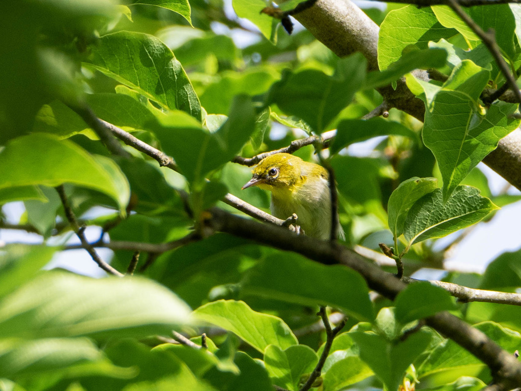 メジロの幼鳥