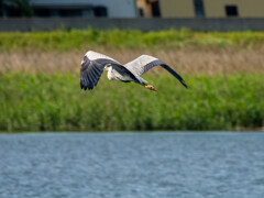 アオサギの居る風景１