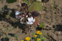 Cotton