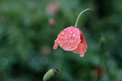 やみませんねぇ…