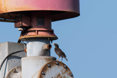 なんじゃこりゃ？