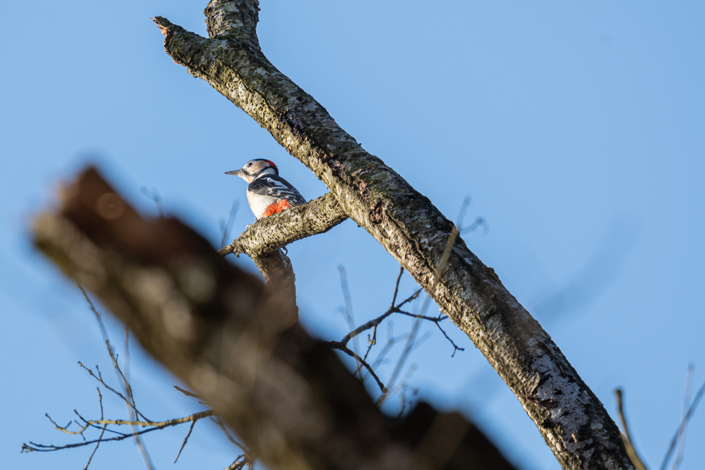 我が伴侶はいずこ…