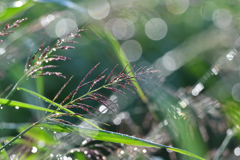 雨が上がった