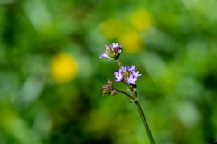 オールドマクロレンズでアレチハナガサ