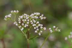 現代のレンズで