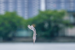 小雨降る中２