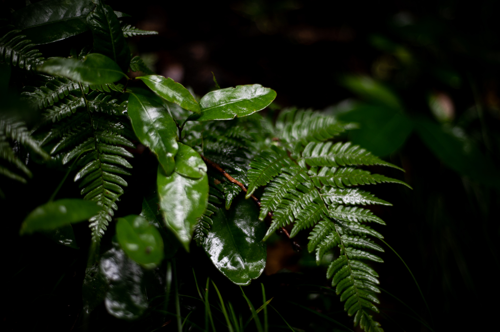 そぼ降る雨