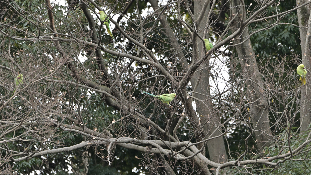 ワカケホンセイインコ