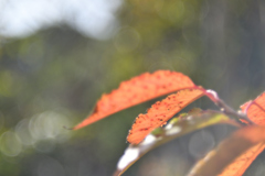 HELIOS44の世界