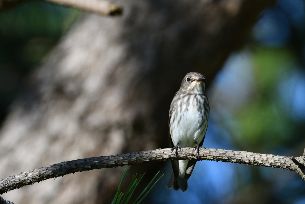 海沿いの松林にて