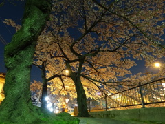 桜の木、根元には