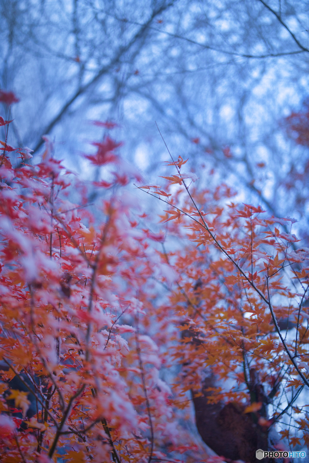 氷結と紅