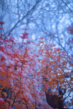 氷結と紅