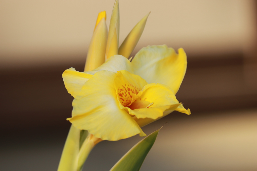 2D1ED4BD-3ED1-4A92-8F81-EB19A2CF08AD