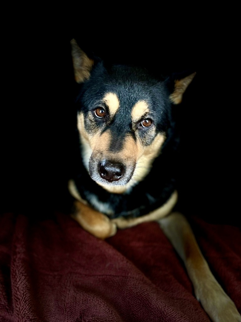 犬　隂Ⅳ