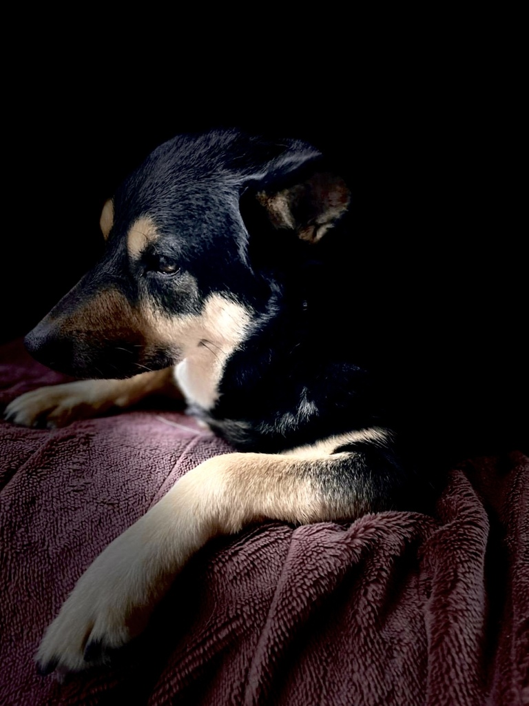 犬　陰Ⅴ