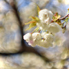華　重Ⅱ