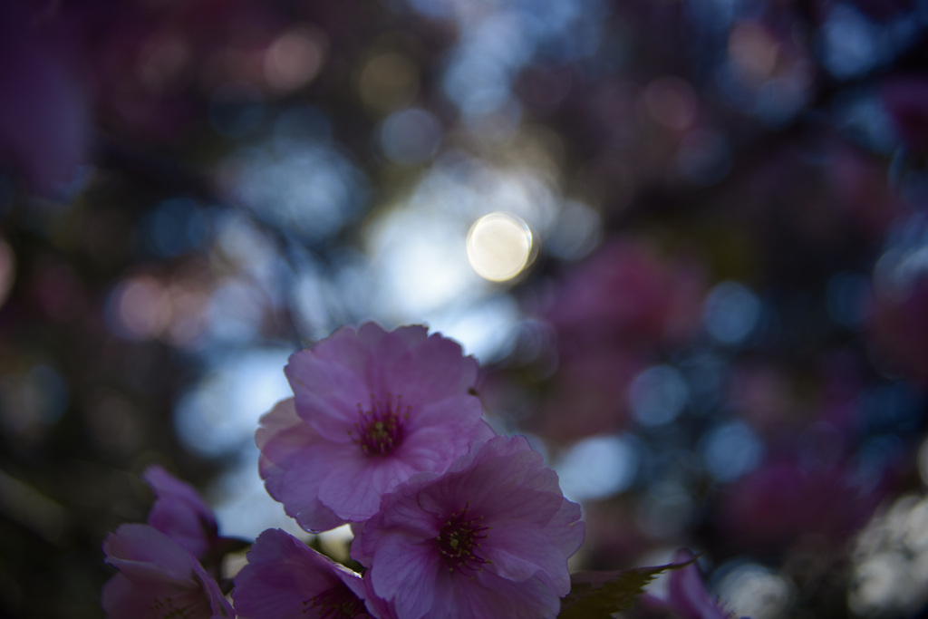 華　乱Ⅲ