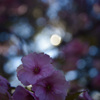 華　乱Ⅲ