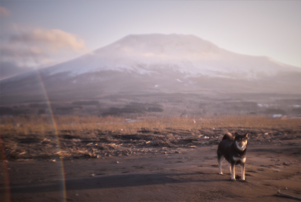 犬　陰