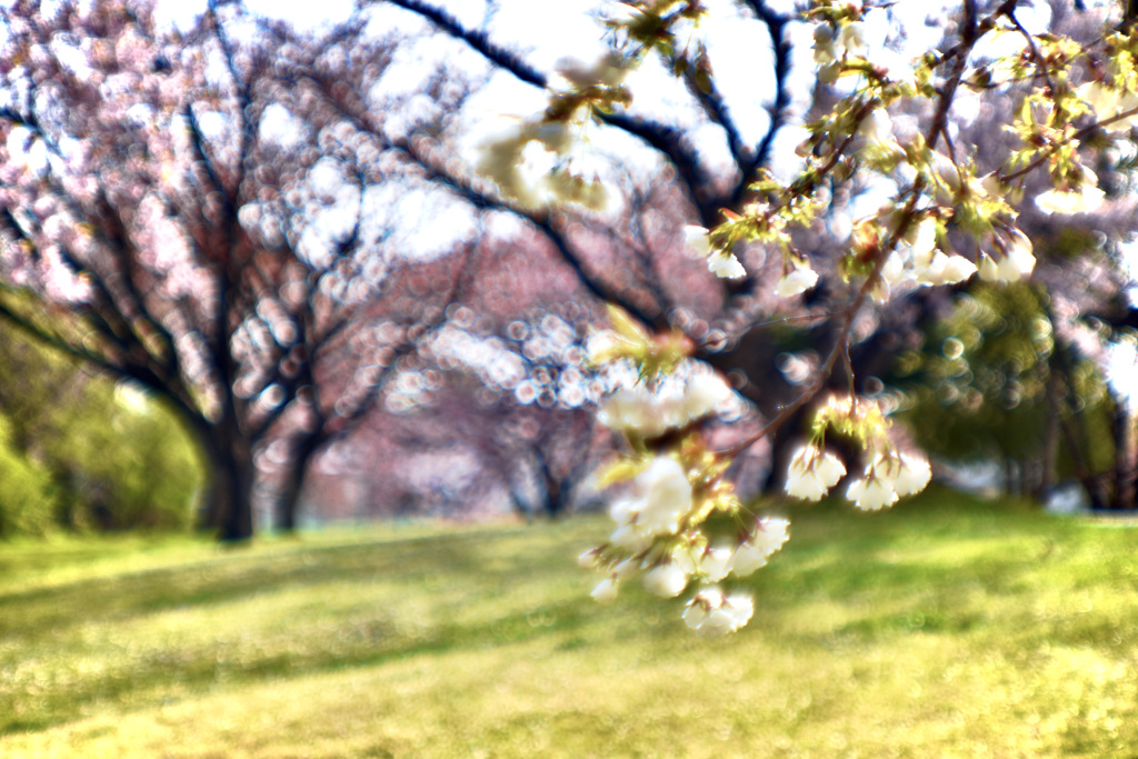 杢　咲Ⅴ