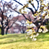 杢　咲Ⅴ