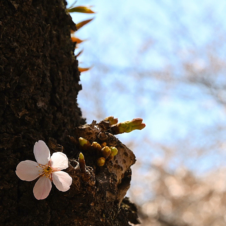 一輪の開花　桜