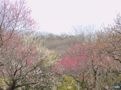 梅
