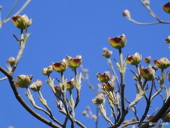 ハナミズキ開花前