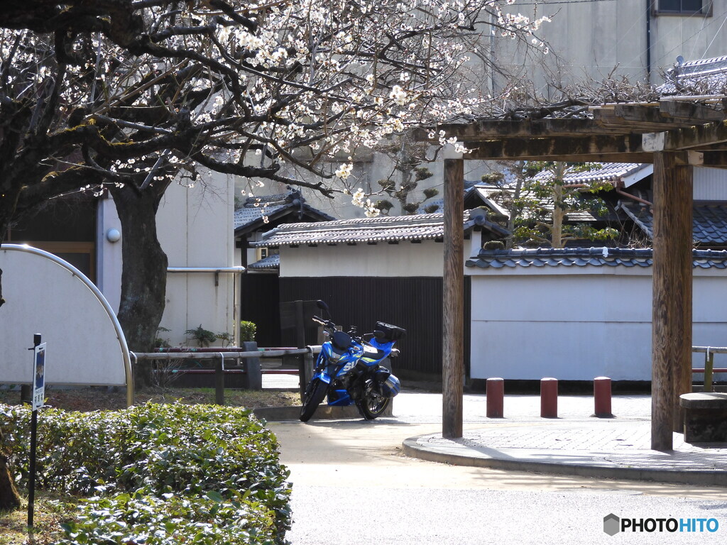 梅