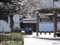 梅