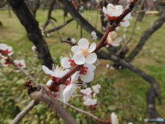 梅