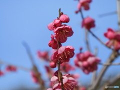 梅