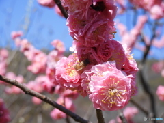 梅と蜜蜂